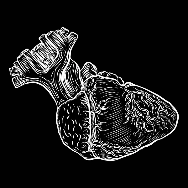 Anatomische hart hand getrokken — Stockvector