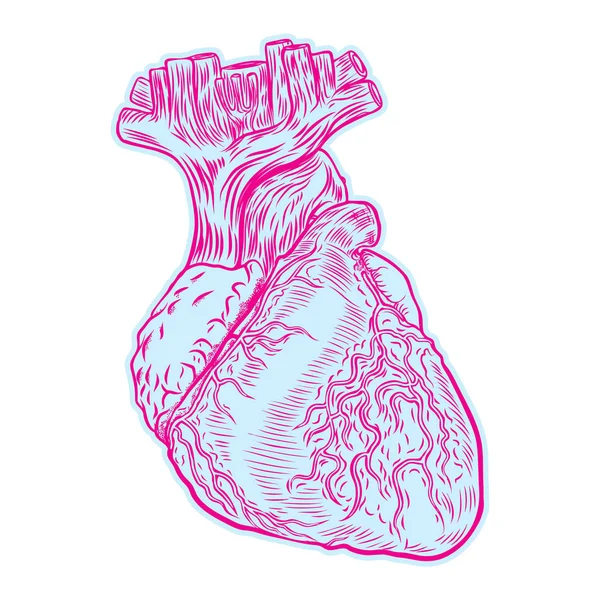Skizze des menschlichen Herzens. — Stockvektor