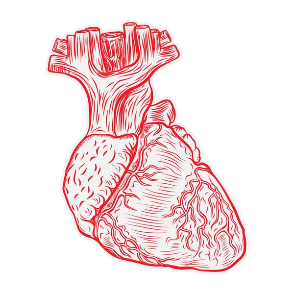 Srdce ručně kreslenou izolované na bílém pozadí. — Stockový vektor