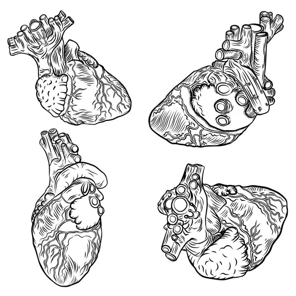Conjunto de corações anatômicos . —  Vetores de Stock