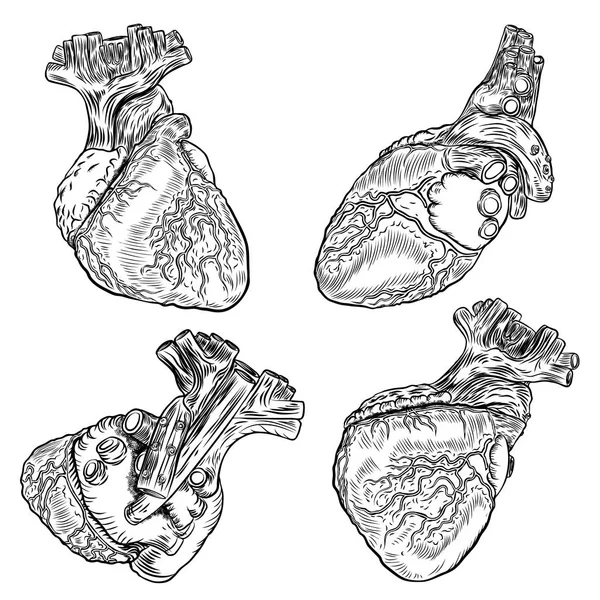 Conjunto de anatomia dos corações humanos . — Vetor de Stock