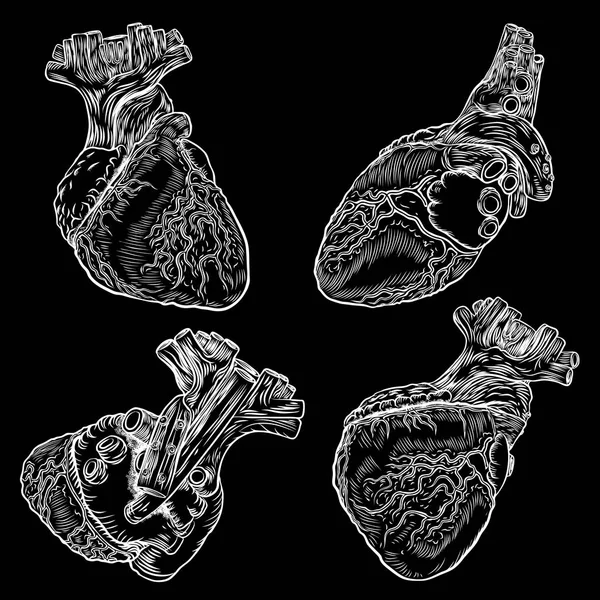 Anatomische Herzen. — Stockvektor
