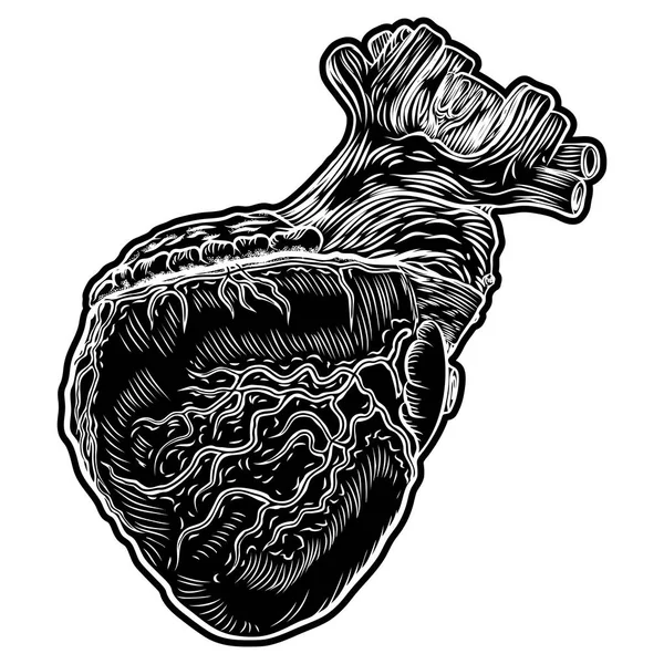 Schizzo del cuore umano . — Vettoriale Stock