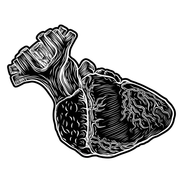 Skizze des menschlichen Herzens. — Stockvektor