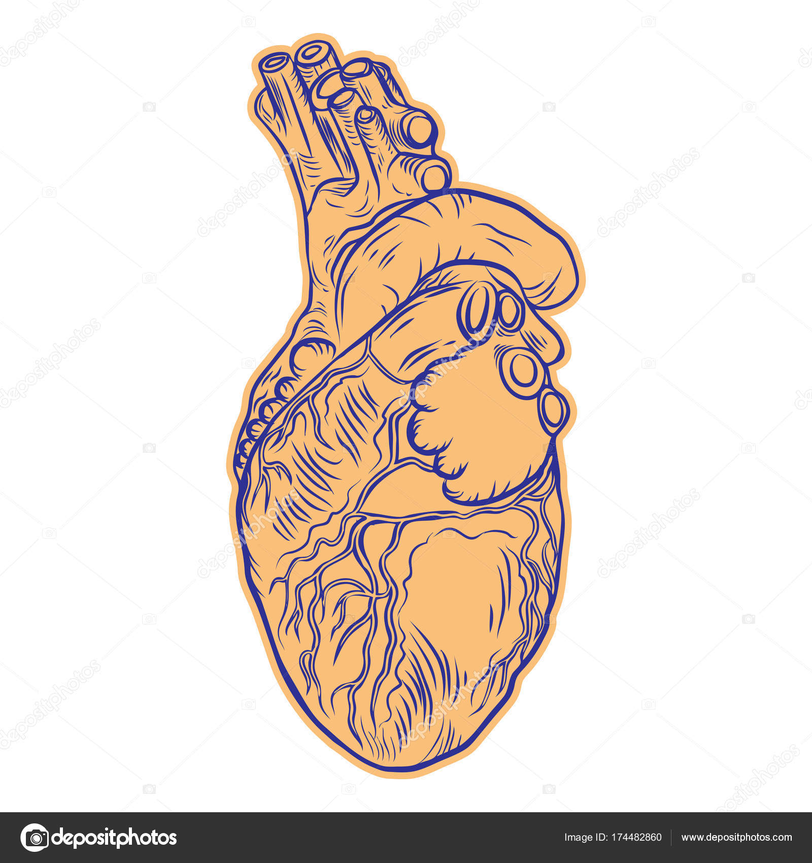 Dessin réaliste du cœur humain . Vecteur par ©goldenshrimp 174482860