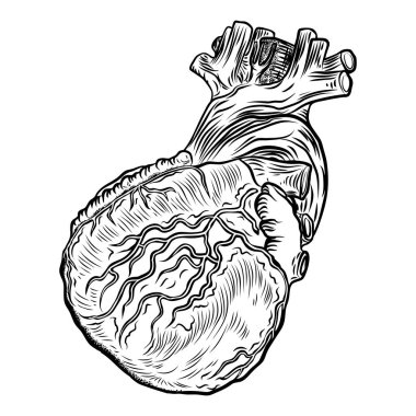 Anatomi insan kalbinde.