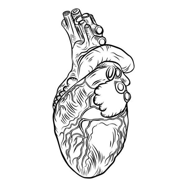 Coeur anatomique sur fond blanc . — Image vectorielle