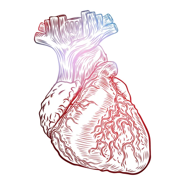 Szkicowane ręcznie rysowane linii sztuki dekoracyjne ludzkiego serca — Wektor stockowy