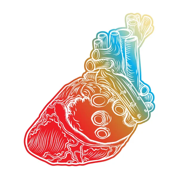 Coração humano. Tatuagem de carne desenhada à mão conceito de coração — Vetor de Stock