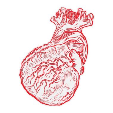 Kırmızı anatomik insan kalp