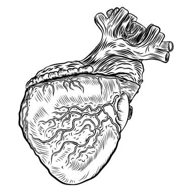 Beyaz zemin üzerine anatomik kalp. 