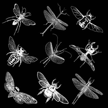  Böcekler ve hata koleksiyonu