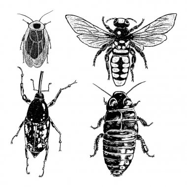  Böcekler ve hata koleksiyonu