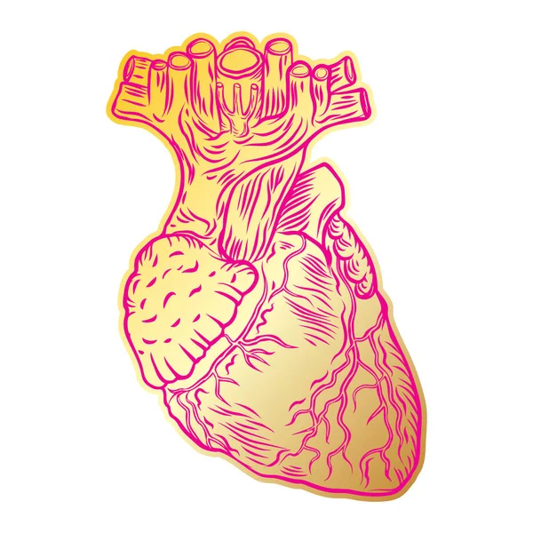 Valentinstag anatomisches menschliches Herz. — Stockvektor