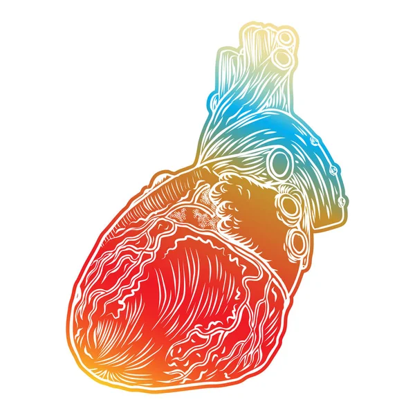 Human heart with aorta, veins and arteries — Stock Vector