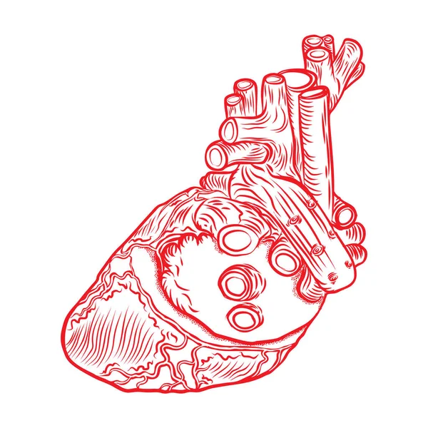 Corazón humano rojo con aorta, venas y arterias — Vector de stock