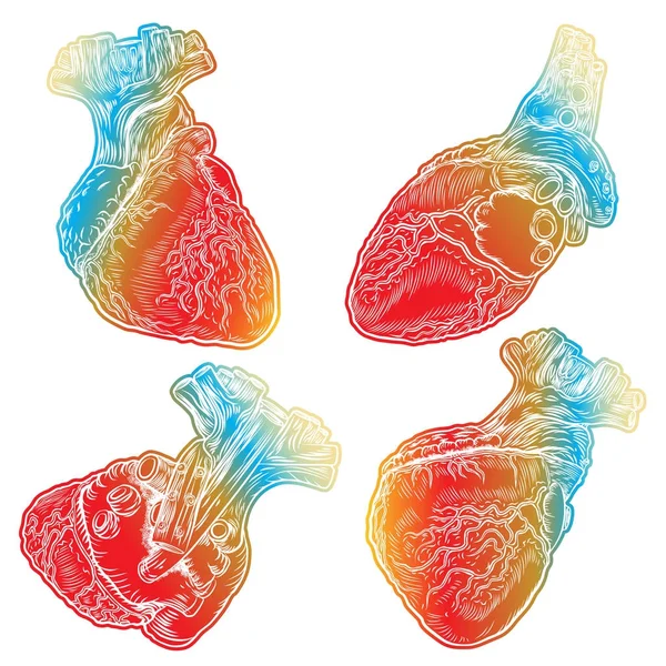 Conjunto de corazones humanos rojos con aorta, venas y arterias — Vector de stock