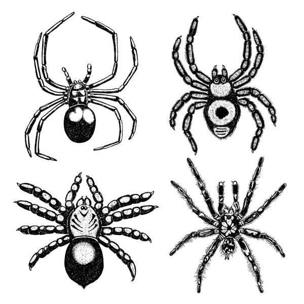 Colección de arañas de insectos — Vector de stock