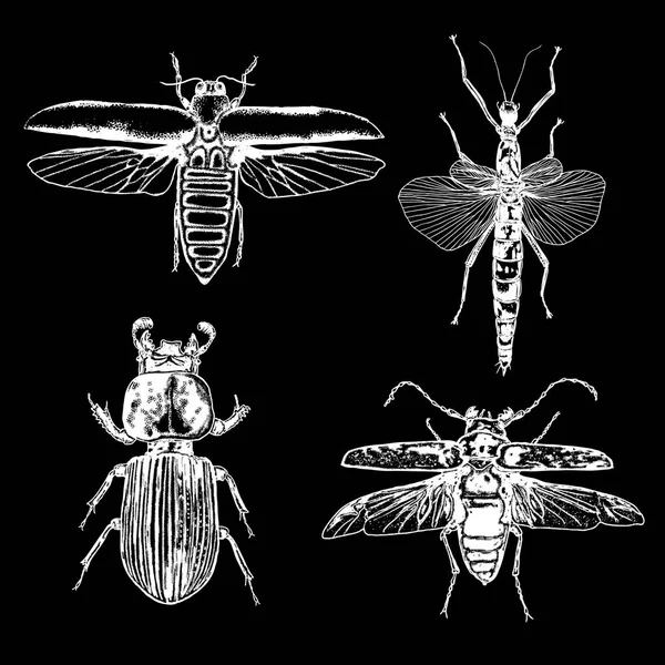 Insekten und Käfer sammeln — Stockvektor