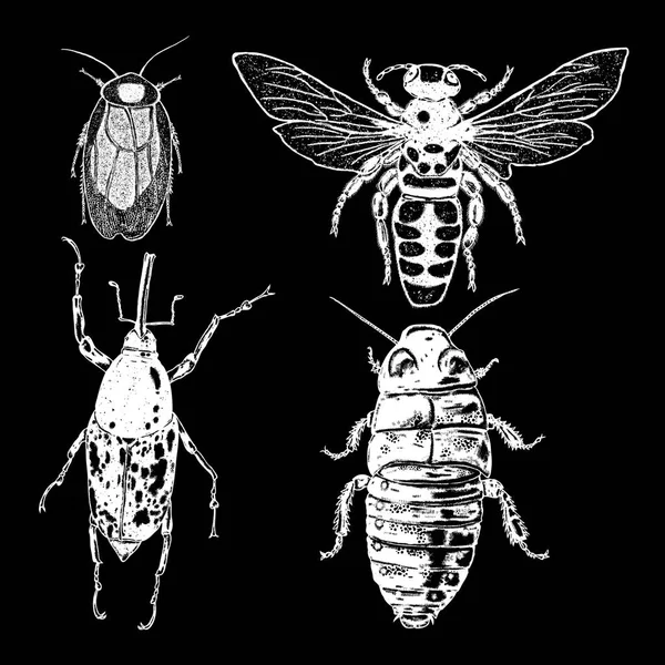 คอลเลกชันแมลงและแมลง — ภาพเวกเตอร์สต็อก