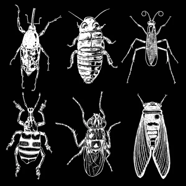 Insekten und Käfer sammeln — Stockvektor