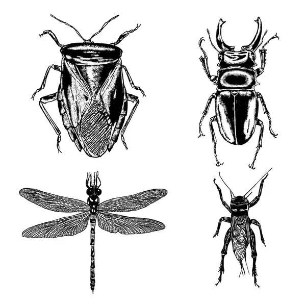Insekter och buggar samling — Stock vektor