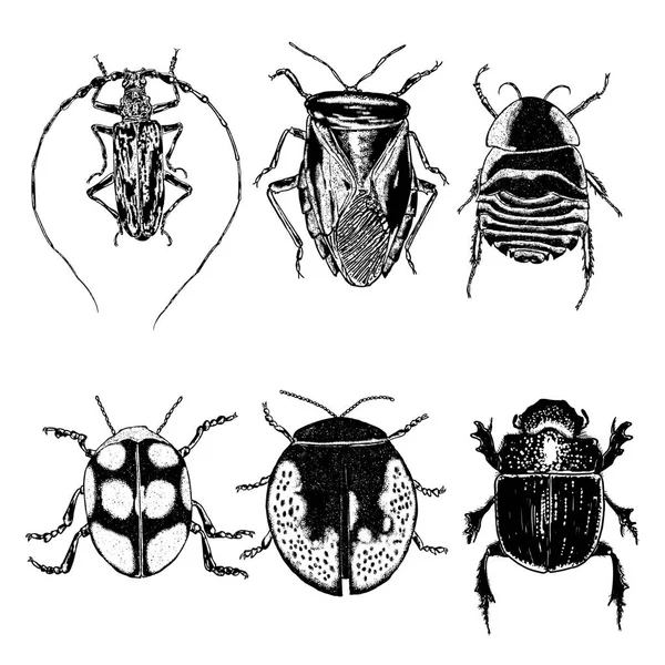 Insekten und Käfer sammeln — Stockvektor