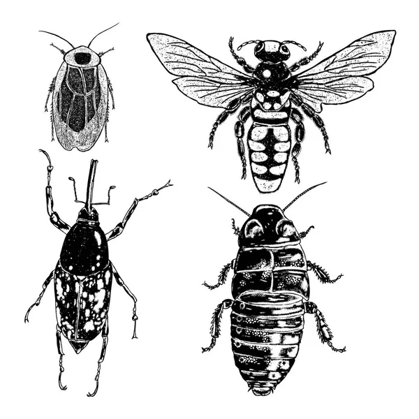 Collecte d'insectes et d'insectes — Image vectorielle