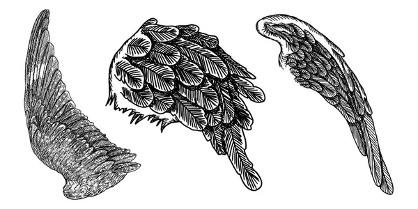 Raccolta dettagliata disegnata a mano di ali di uccello . — Vettoriale Stock