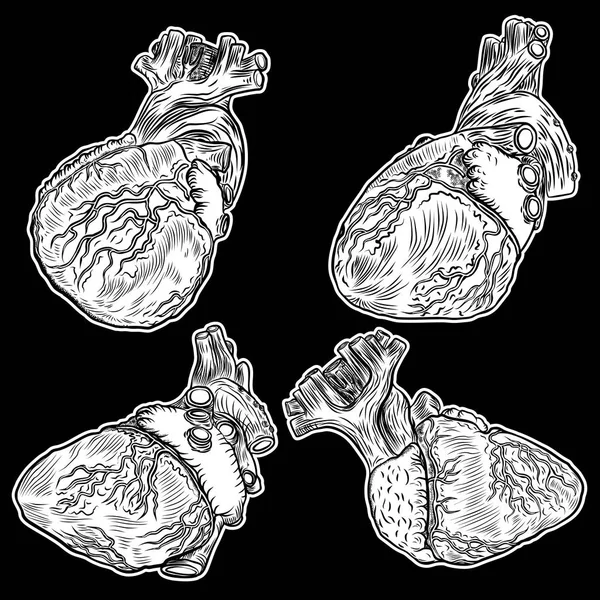 Sada anatomické srdce. — Stockový vektor