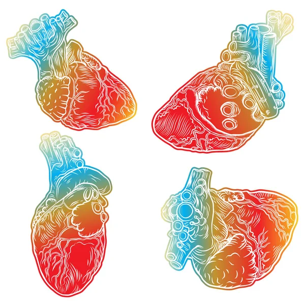 一组红色的人的心脏与主动脉, 静脉和动脉隔离 — 图库矢量图片