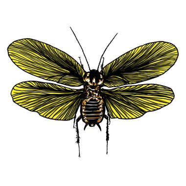 Cadılar Bayramı için izole renkli çizim böcek noktalarla.