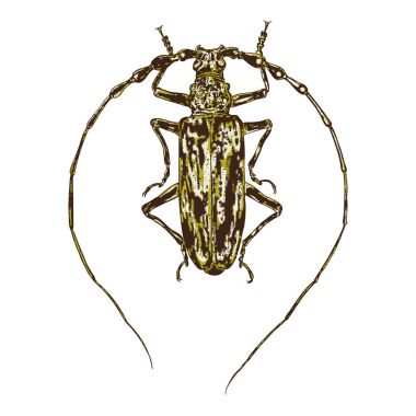 Renkli böcekler böceği böcek. 