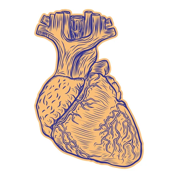 Dibujo realista corazón humano . — Vector de stock
