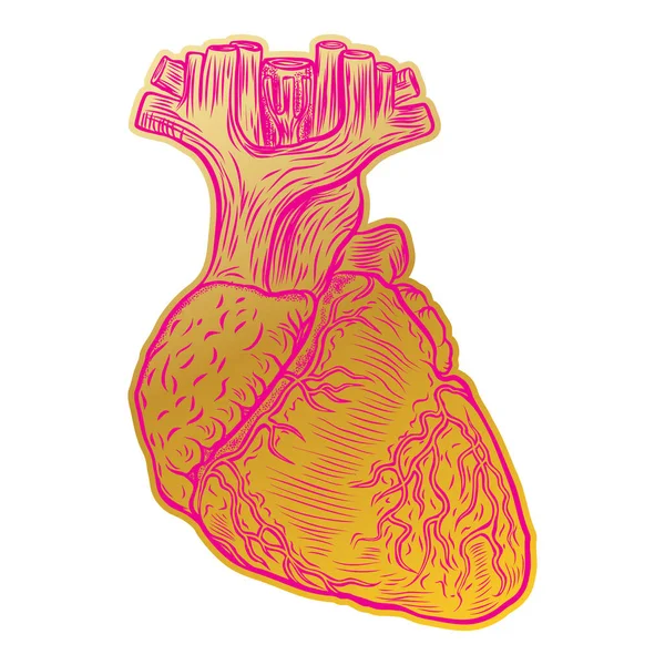 Sevgililer günü anatomik insan kalbi. 