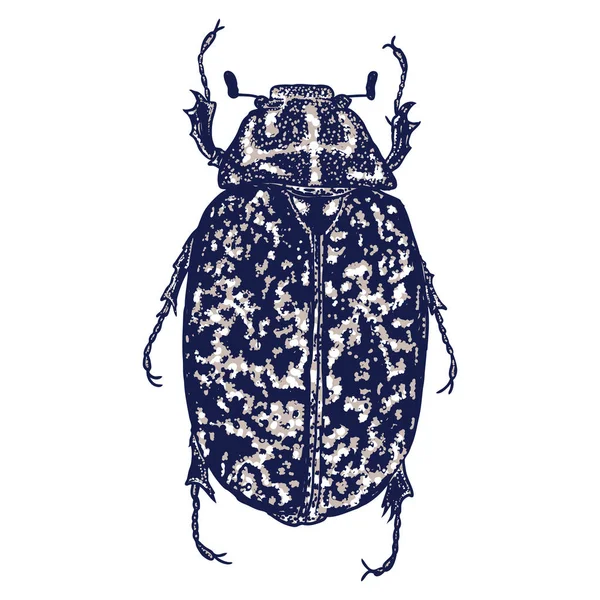 Kleur insecten beetle bug. — Stockvector