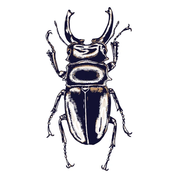 Kleur insecten beetle bug. — Stockvector