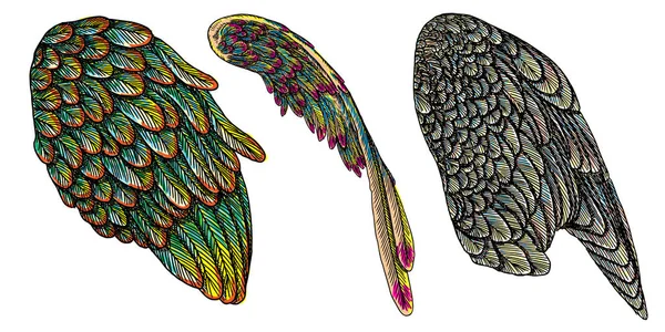 Zestaw kolorowych ptak skrzydło o różnym kształcie, w pozycji otwartej — Wektor stockowy