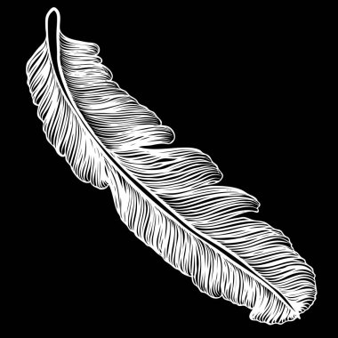 Kabile dekoratif kuş tüyleri,