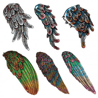 Ve güzel renkli kuş kanatlar 