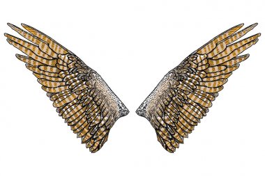 Kutsal renkli kuş kanatları 