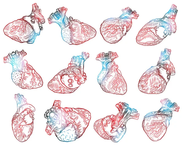 Набор реалистичных рисунков сердца человека . — стоковый вектор