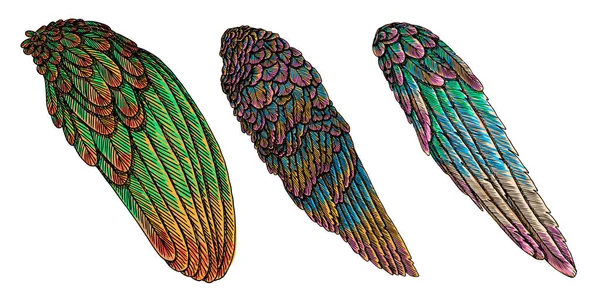 Zestaw kolorowych ptaków skrzydła — Wektor stockowy