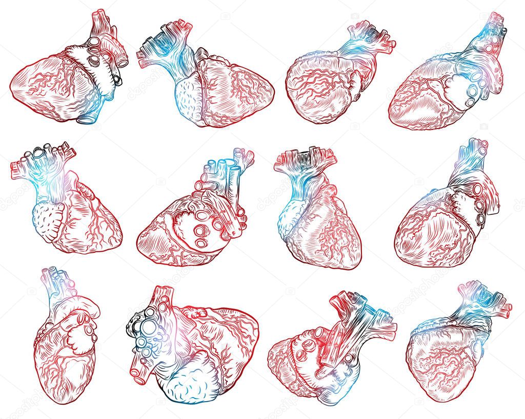 Set of realistic human heart drawings. 