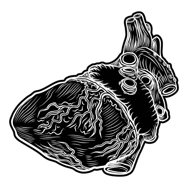 Skizze des menschlichen Herzens. — Stockvektor