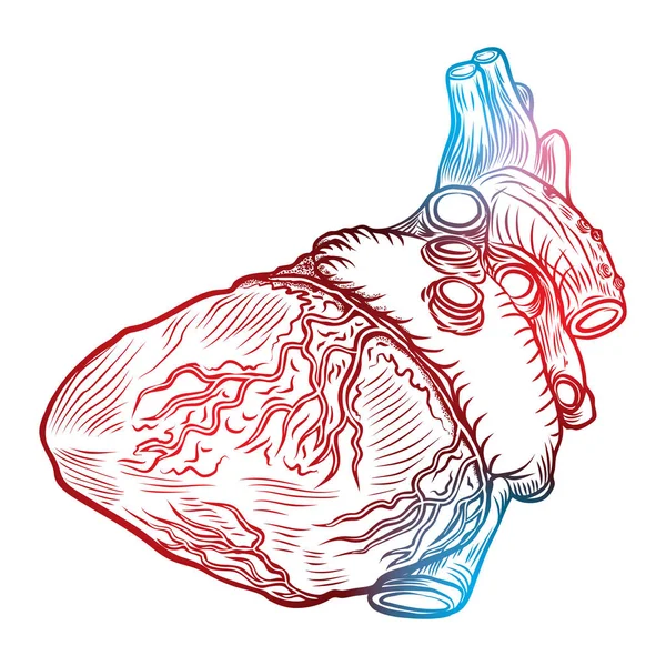 Esquisse dessinée à la main ligne art décoratif coeur humain — Image vectorielle