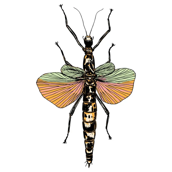 Insectos de color bug . — Archivo Imágenes Vectoriales