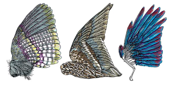 Conjunto de asas coloridas de anjo ou pássaro . — Vetor de Stock
