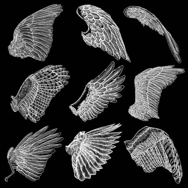 Illustrazione disegnata a mano delle ali degli uccelli . — Vettoriale Stock