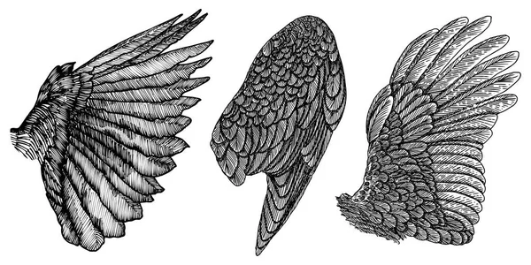 Conjunto de alas. Colección de alas de aves detalladas dibujadas a mano . — Archivo Imágenes Vectoriales